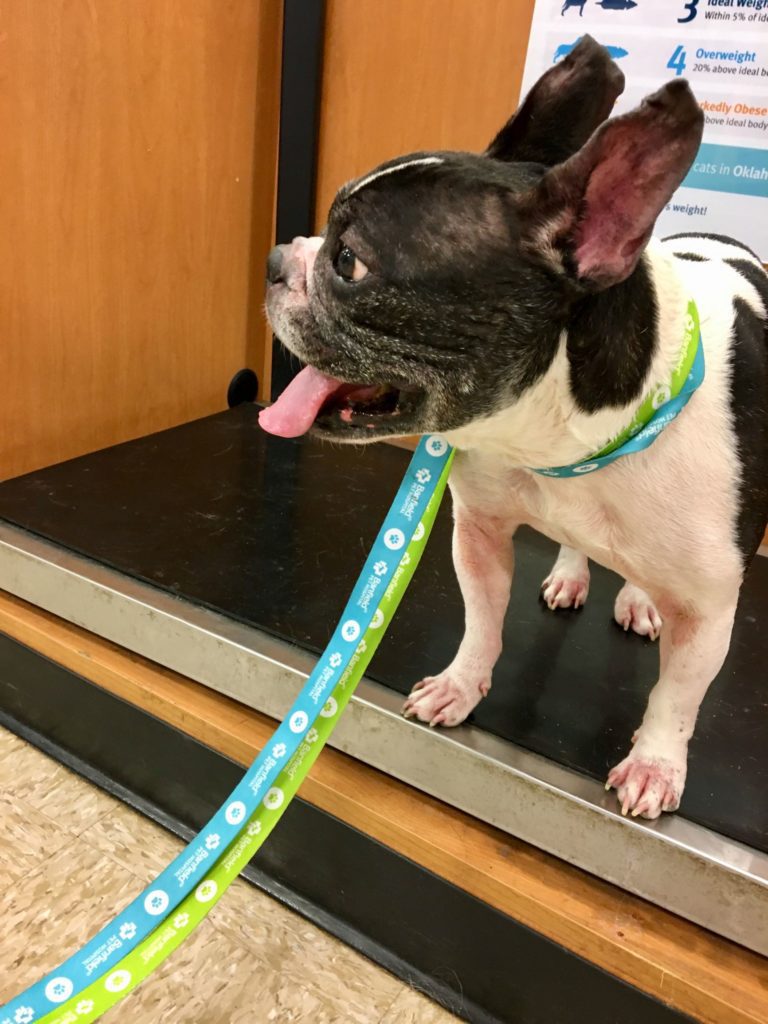 Itchy frenchie at the vet